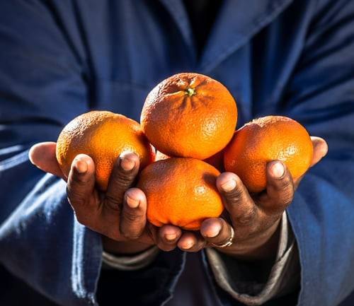 hands holding oranges